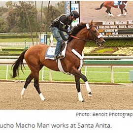 Mucho Macho Man works at Santa Anita.