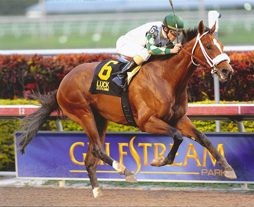 Mucho Macho Man Named 2013 Florida-bred Horse of the Year. Celebrating Excellence by John Guidry